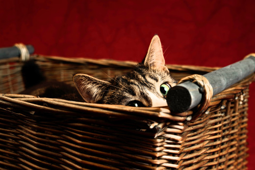 1756685 (a): :6143x4100